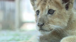 Türkiye: Twin lion cubs renamed 'Osimhen' and 'Ciro' after visitors huge interest to zoo in Antalya