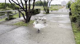 Swans Family 10