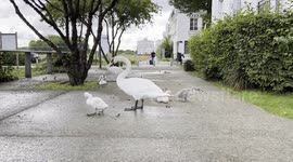 Swans family 11