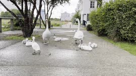 Swans family 12