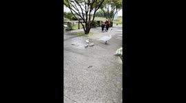 Swans Family 13