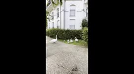 Swans Family 14