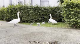 Swans family 15