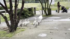 Swans family 17