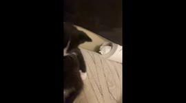 Hilarious kitten caught in quirky grooming pose in San Jacinto, California, USA
