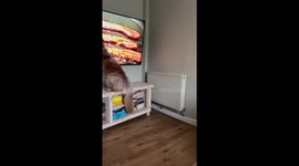 Dog tries to lick bacon off TV screen in London, England