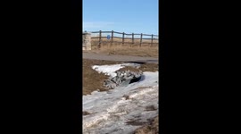 Excited chihuahua runs to greet owner in Calgary, Canada