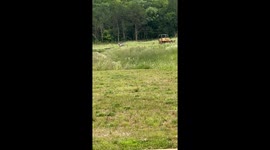 Zebra spotted running through neighborhood in Murfreesboro, Tennessee