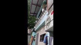 Six puppies all poke their heads out through balcony
