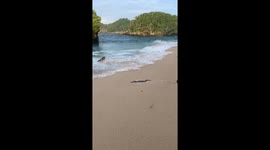 Snake sparks panic when wave washes it across sand