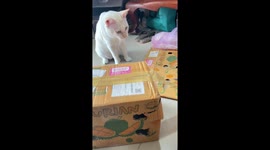 Cat baffled by the sound of Scotch tape wrapping parcel