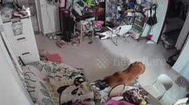 Dog’s snack raid goes wrong in Guangdong, China