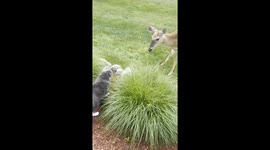 Curiosity meets claws—Ollie the cat's unexpected encounter with a deer