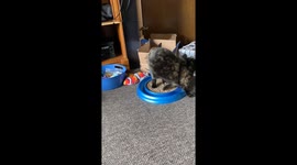Tortie cat’s clever hide-and-seek game keeps playtime fun going