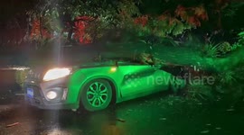 El Salvador: Massive Tree Crushes Vehicle In San Salvador Emergency Crews Rush To Help Injured Victim