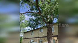 US: Baby Raccoon Leaps Into Firefighter’s Arms In Dramatic Texas Rescue