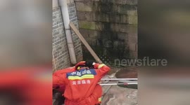 China: Two Meter Long King Cobra Tracked And Captured Inside Yunnan Home
