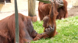 Father’s Day 2025 – Animal Father of the Year Orangutan Dad Shows Amazing Patience