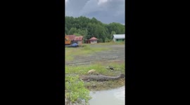Crocodile snatches stray dog strolling along river bank