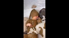 French Bulldog and baby back then and 1.5 years later, cutest thing ever