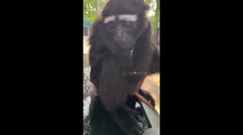 Gibbon sulks while being scolded by owner