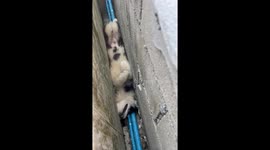 Hapless husky stuck in narrow gap between two walls is rescued
