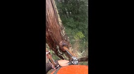 From hazard to habitat: Team transforms dead tree into wildlife refuge