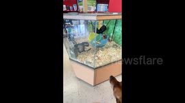 US: Adorable ferret goes crazy begging to play with a dog outside his cage at the pet store