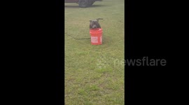 US: My grand dog loves buckets of water.  He was climbing onto the bucket, actually looking like a bird on a perch, and he just falls in.