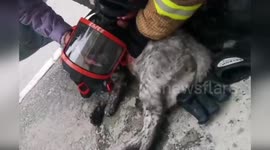 Pet cat rescued from apartment fire is revived with oxygen and CPR