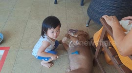 Dog relaxes being massaged by a 3 years old little girl