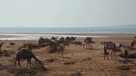 Iran: Camels take summer sea bath in Iran's Strait of Hormuz
