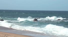 South Africa: Environmental protection highlighted at annual sardine run in South Africa