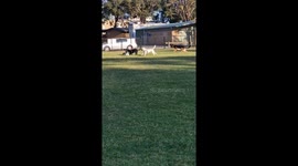 French Bulldog's UNREAL GRIP on display as he refuses to let go of RC car