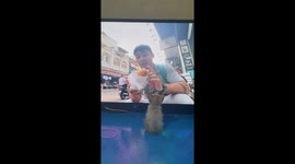 Kitten transfixed by travel vlogger reviewing baguettes