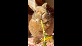 Rabbit Munches On Springtime Dandelion