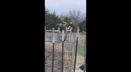 Eagle and Duck Hanging Out Next to Each Other