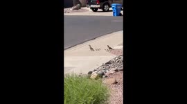 Quail family crosses road with chicks in Phoenix, Arizona, USA