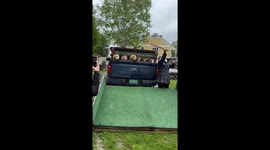 Golden retrievers chase ball after release from vehicle in Cambridge, Vermont, USA