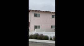 Feathered thief crow steals dog’s toy and flaunts it from the rooftop