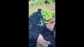 Cat buried in ground enjoying 30°C weather in Kyiv, Ukraine