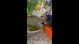 Pastrami the Baby Opossum Stole a Grape
