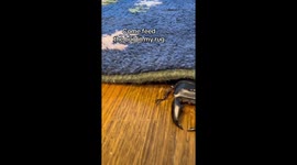 Snug as a Bug in a Rug Eating Grub