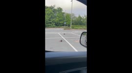 Quack Parking