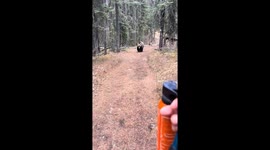 Grizzly bear encounter on hiking trail in Banff, Alberta, Canada