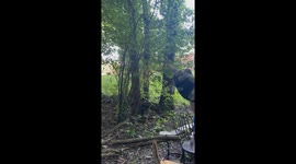 Stick Nation Check Out This Dragon Stick