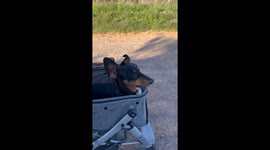 Paralyzed Dachshund Enjoys Sunny Stroller Ride