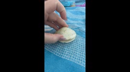 Little Sea Creature in a Shell