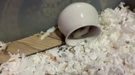Hamster mistakes pot for exercise wheel