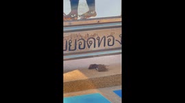 Sparrow tries to revive its injured friend